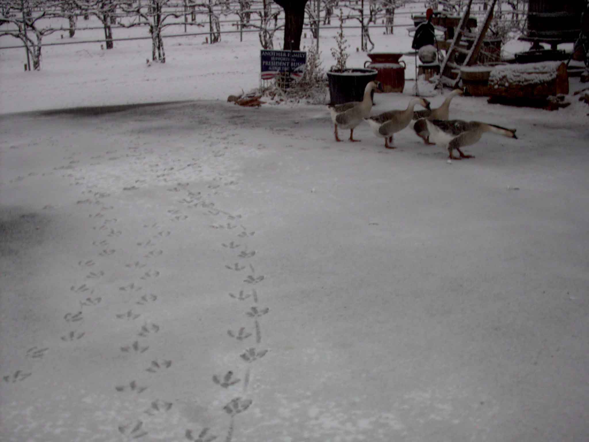 Goose tracks!