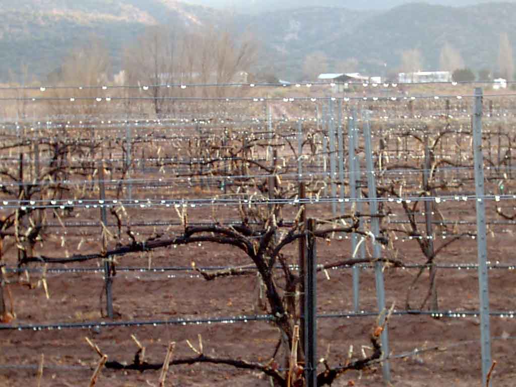 Spring pruning.