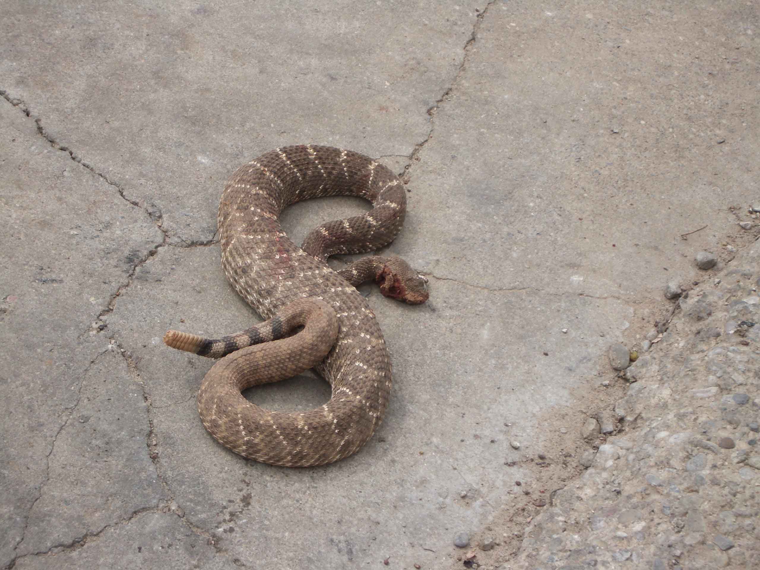 Outhouse Snake.